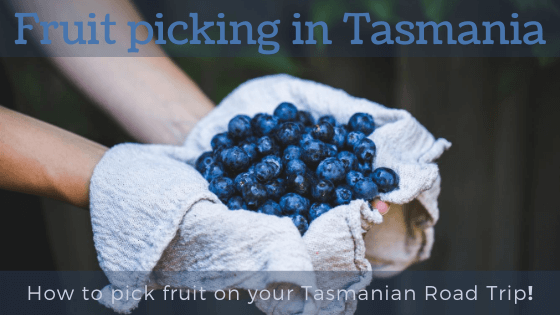 Fruit Picking in Tasmania: How to pick fruit on your Tasmanian Road Trip