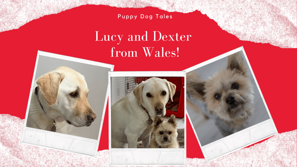 Lucy and Dexter from Wales
